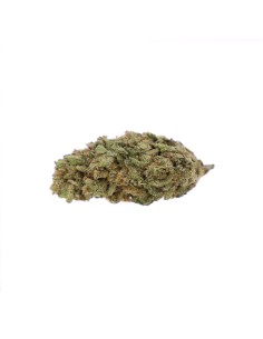 Orange Bud Gold Indoor 2