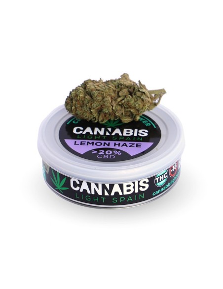 Lemon Haze Gold Indoor