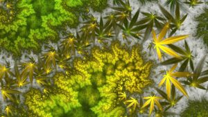 fractal-cannabis