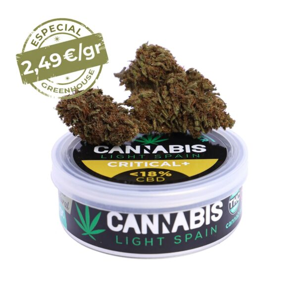 Critical + – flor de cáñamo Cannabis Light Spain