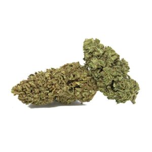 MOBY DICK GOLD INDOOR